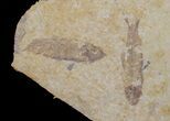 Six, Small Knightia Fossil Fish - Wyoming #67619-2